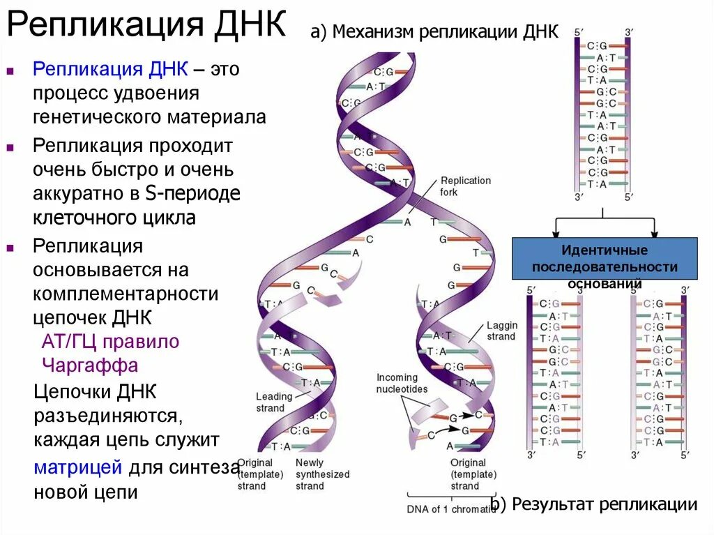 Репликация и редупликация ДНК. Процесс репликации дезоксирибонуклеиновой кислоты. Репликация молекулы ДНК (РНК). Описание основных этапов репликации ДНК.