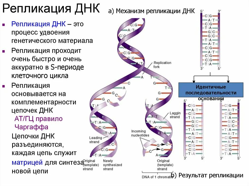 Репликация и редупликация ДНК. Процесс репликации дезоксирибонуклеиновой кислоты. Репликация молекулы ДНК (РНК). Описание основных этапов репликации ДНК. Изменения происходящие в генах это