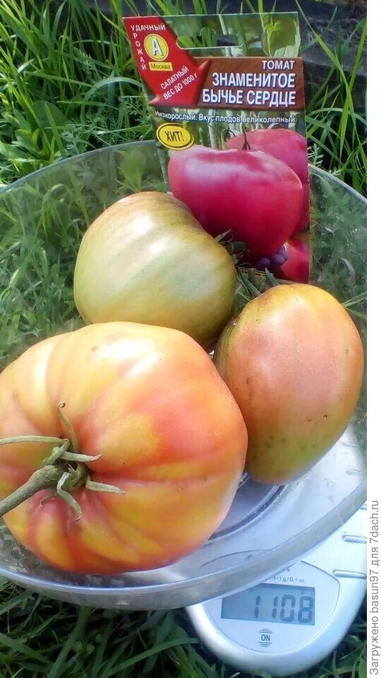 томат бычье сердце персиковое