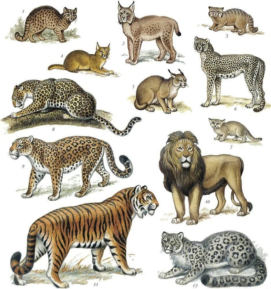 Млекопитающие примеры названия. Кошачьи семейство отряда хищных. Гепард леопард Ягуар. Тигр леопард гепард Ягуар. Хищный зверь семейства кошачьих.