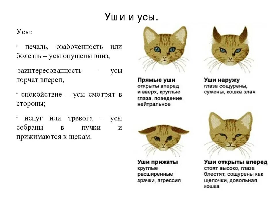Почему у кота опущены усы. Строение мордочки кота. сколько усиков у кота.