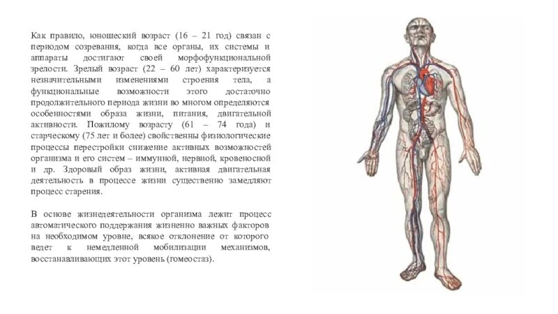 Организм человека биологическая система. Организм как Единая саморазвивающаяся и саморегулирующаяся система. Человек как биологическая система. Схема организм человека биологическая система. Живые тела представляют собой