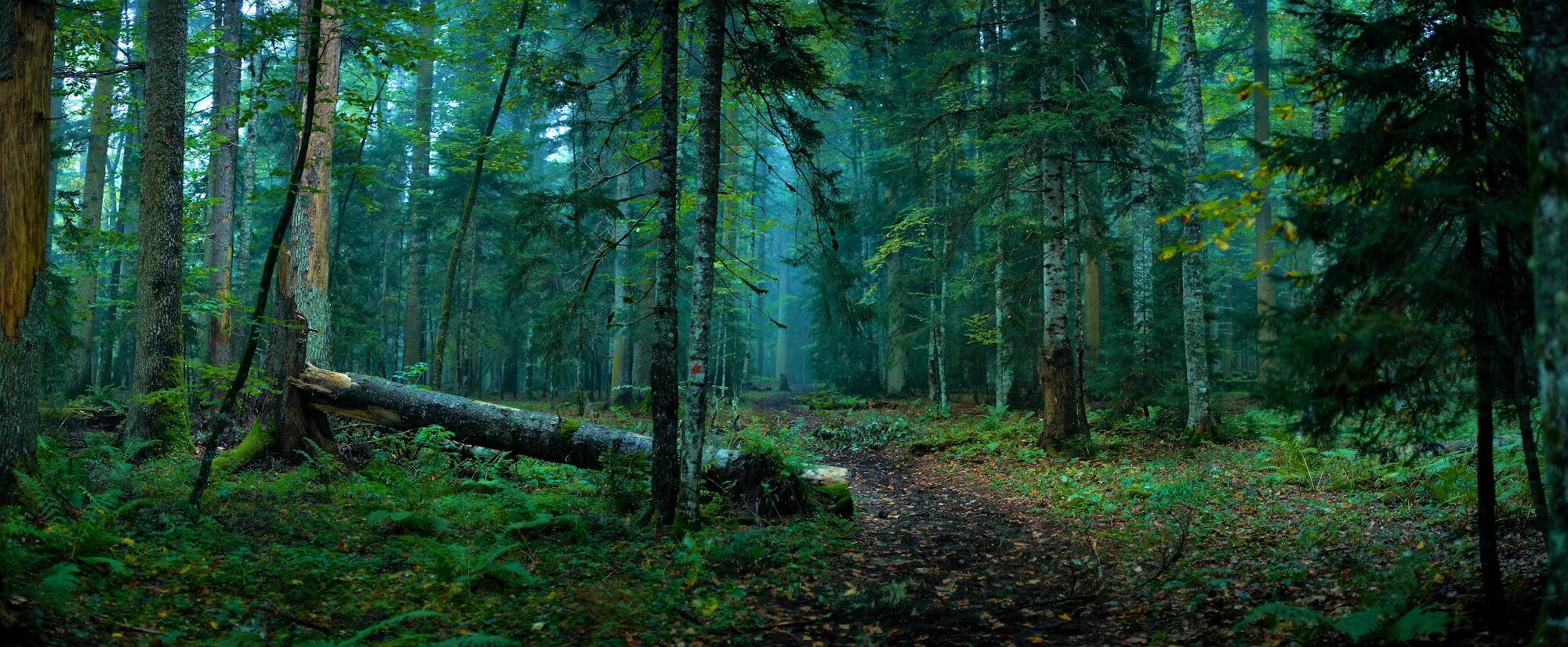 Лесной подлесок. Шипел лес. Лес the forest. Лесное хозяйство. Хвойный лес.