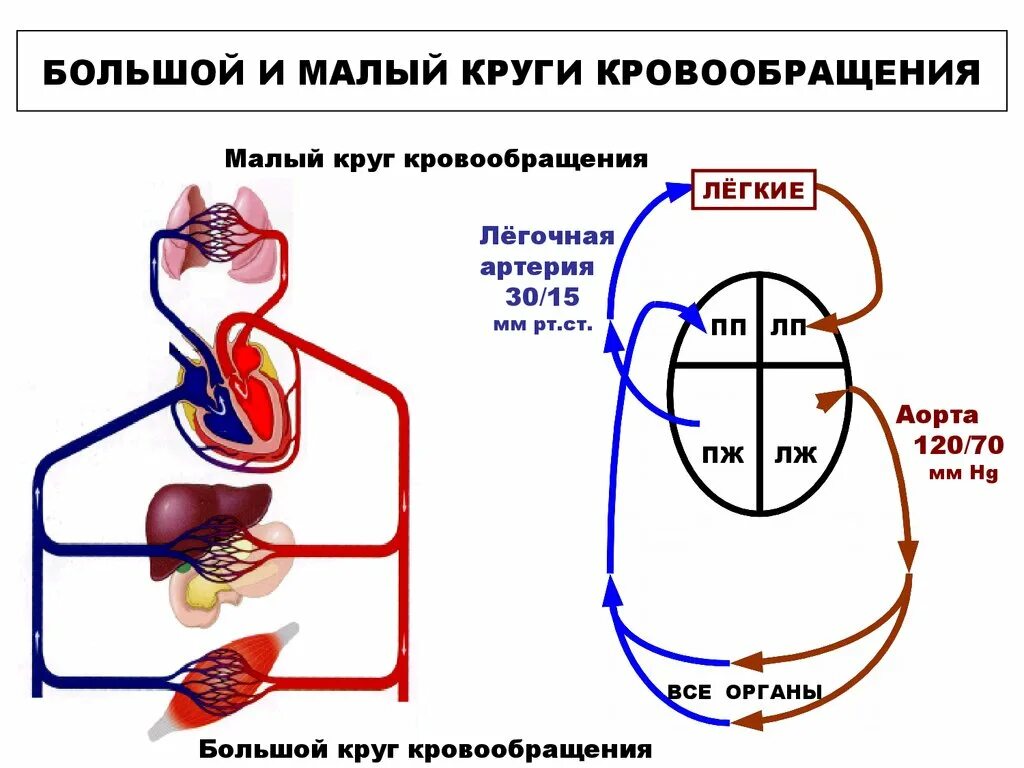 Малый круг кровообращения человека схема. Большой и малый круг кровообращения схема. Схема малого круга кровообращения. Малый и большой круг кровообращения человека схема анатомия. Сердечная деятельность кровообращение