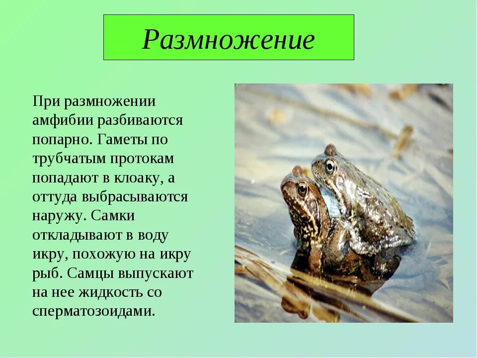 Класс земноводные покровы. Размножение земноводных. Размножение амфибий. Земноводные способ размножения. Способы размножения амфибий.