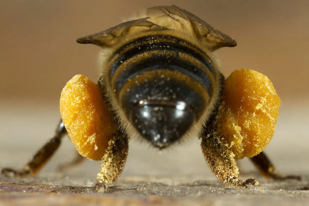 Пчела какая среда обитания. Пчелиная пыльца (Bee pollen). Пчела с пыльцой и нектаром. Пчела с пыльцой на лапках. Пчела собирает нектар.