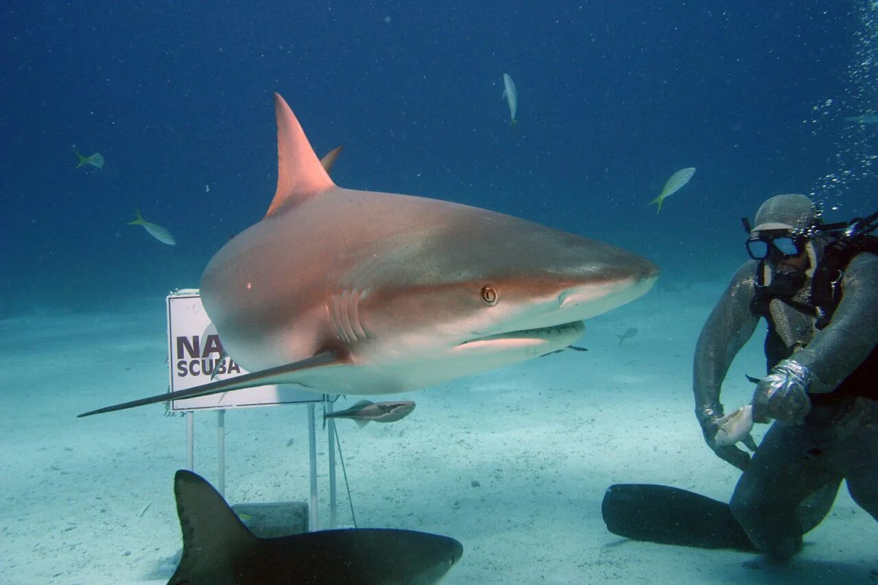 Белая рифовая акула на мальдивах. Дайвинг с акулами на мальдивах. Серая рифовая акула. Рифовая акула. Океаническая рифовая акула.