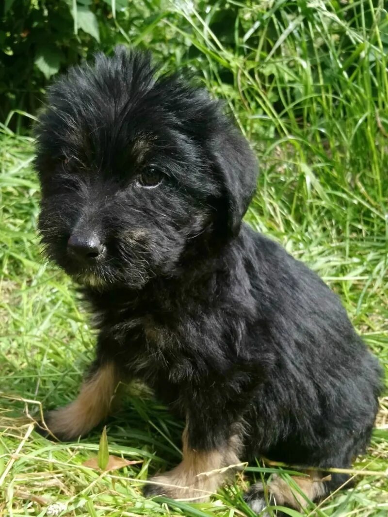 маленькие йорки щенки. маленькие собачки даром. крошечные собачки даром. щенки маленьких пород даром. отдаю щенка мелкой породы.