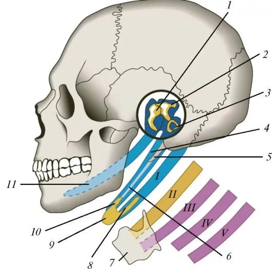 Жаберный аппарат таблица. Мышцы производные первой висцеральной дуги. Производные жаберных дуг:. Производные 5 жаберной дуги. Первая висцеральная дуга.