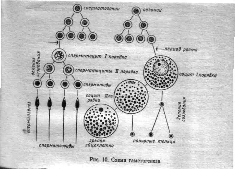 Сперматогенез сколько клеток. Клетки сперматогенеза (незрелые клетки). Сперматогенез гистология. Клетки сперматогенеза в нативном препарате. Схема сперматогенеза гистология.