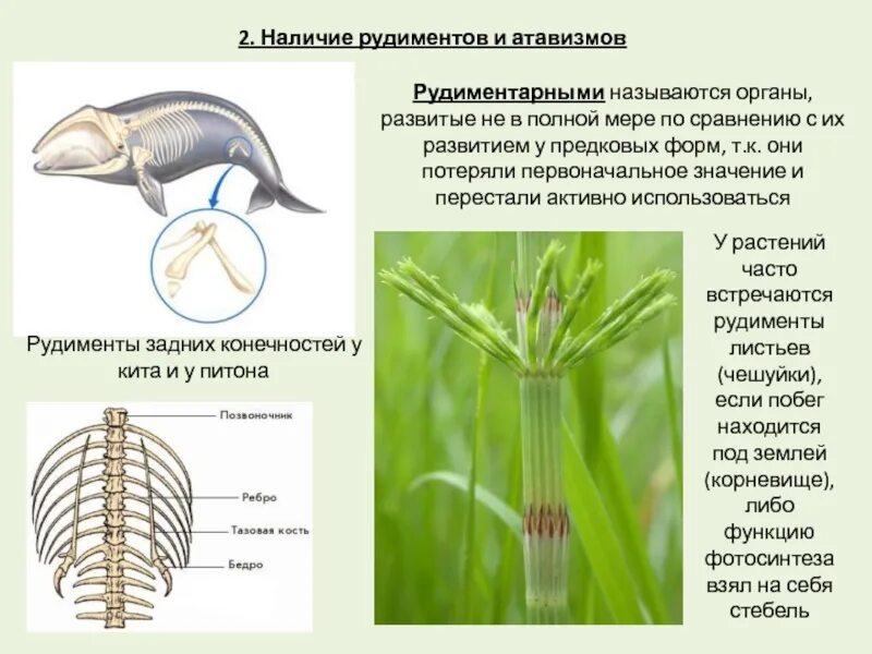 Каким образом рудименты и атавизмы доказывают. Рудиментарные листья корневища. Рудименты растений примеры. Рудименты у животных и растений. Рудиментарные органы у растений.