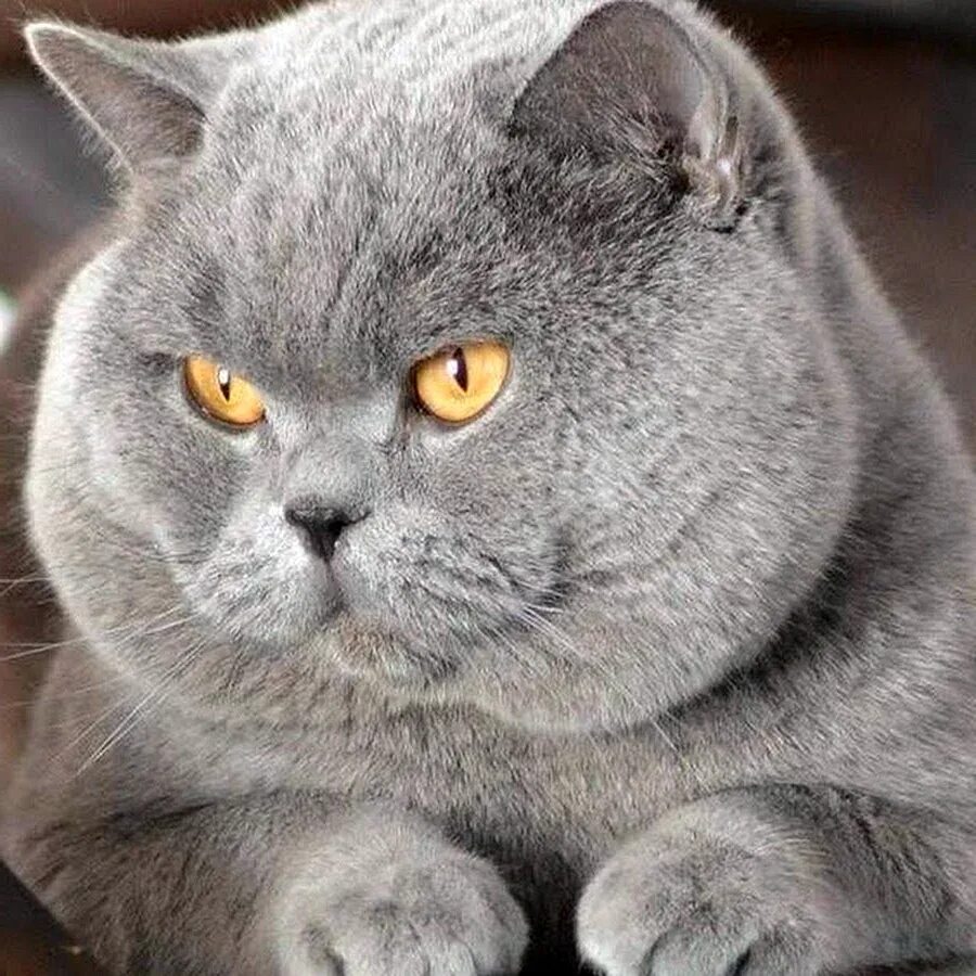 Породы кошек серая британская. Британская короткошёрстная кошка. Британская кошка короткошерстная серая. Порода Бритиш Шортхэйр. Британская короткошёрстная кошка голубая.