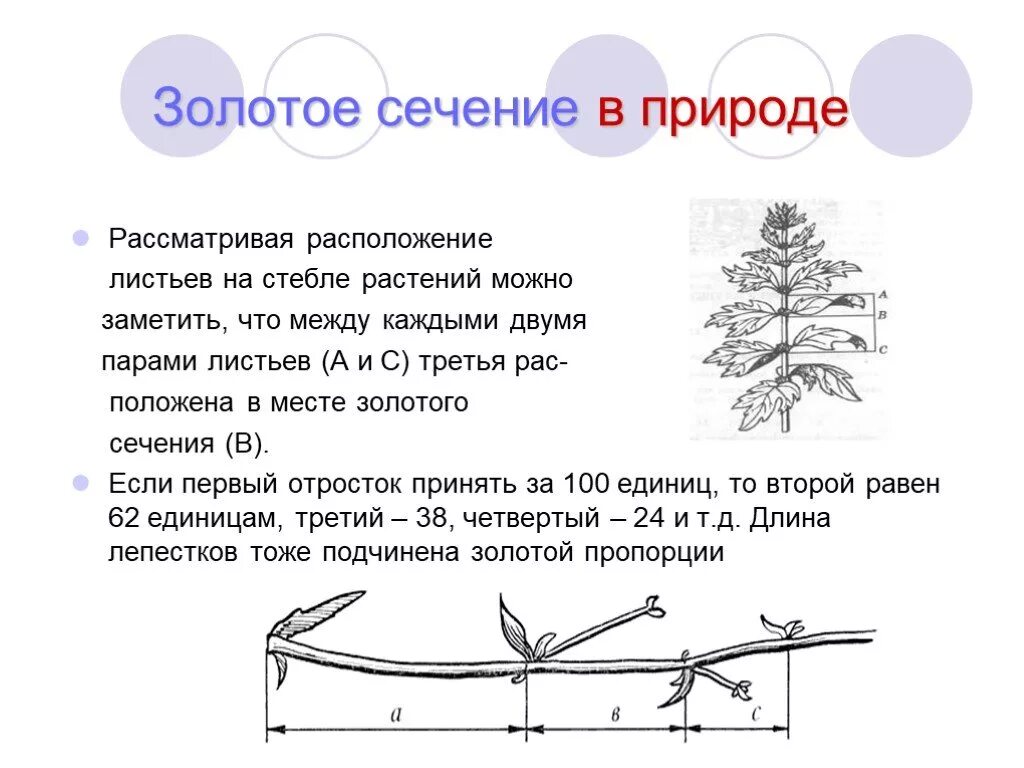 Золотое сечение лист. Золотое сечение в природе. пропорции золотого сечения в природе. лист золотое сечение. листья по золотому сечению.
