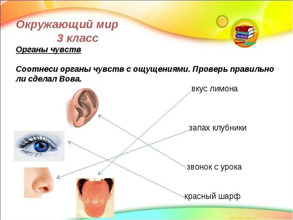 Органы чувств человека биология