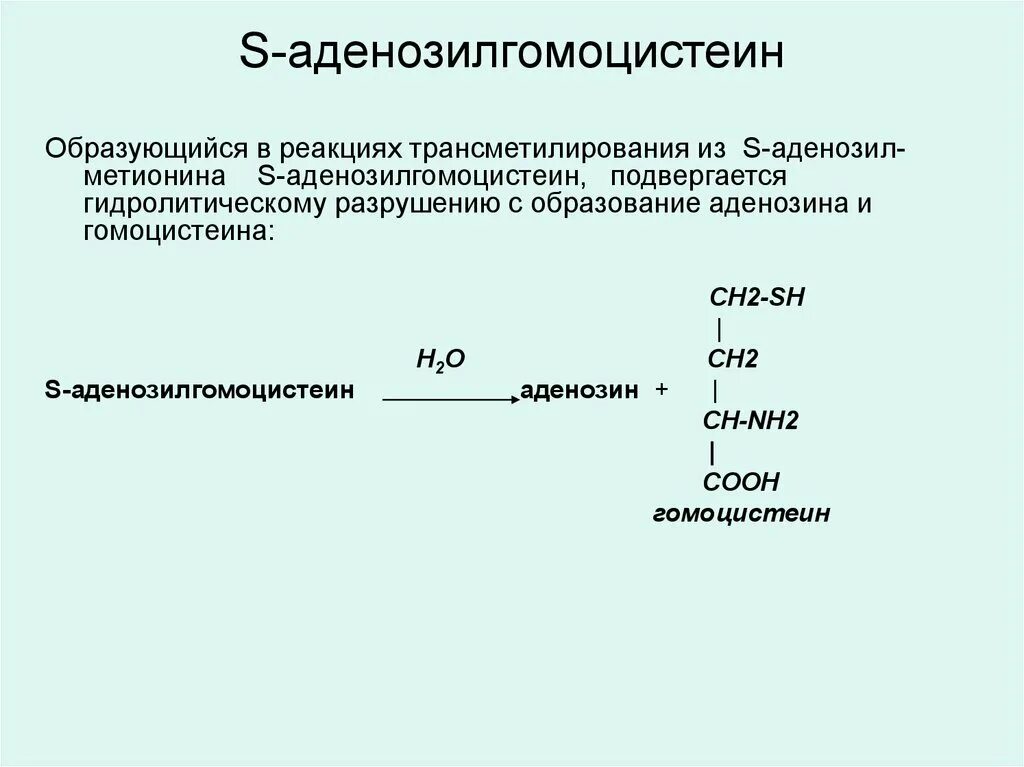 Участие s аденозилметионина в реакциях трансметилирования. S-аденозилгомоцистеин биологическая роль. S аденозил гомоцистеин. S аденозилметионин в s аденозилгомоцистеин. Реакции трансметилирования.