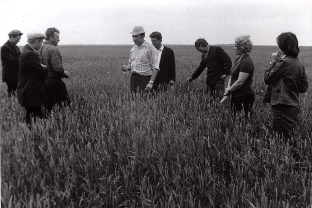 колхоз ленина председатель. председатель колхоза имени ленина никитин. колхоз память ленина. колхоз им ленина грудинин. колхоз ленина председатель.