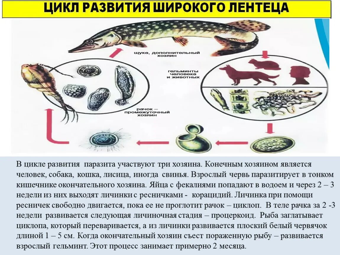 Без смены хозяев происходит развитие. Циклы развития паразитических червей. Черви паразиты цикл развития. Этапы развития паразита. Жизненный цикл червей паразитов.