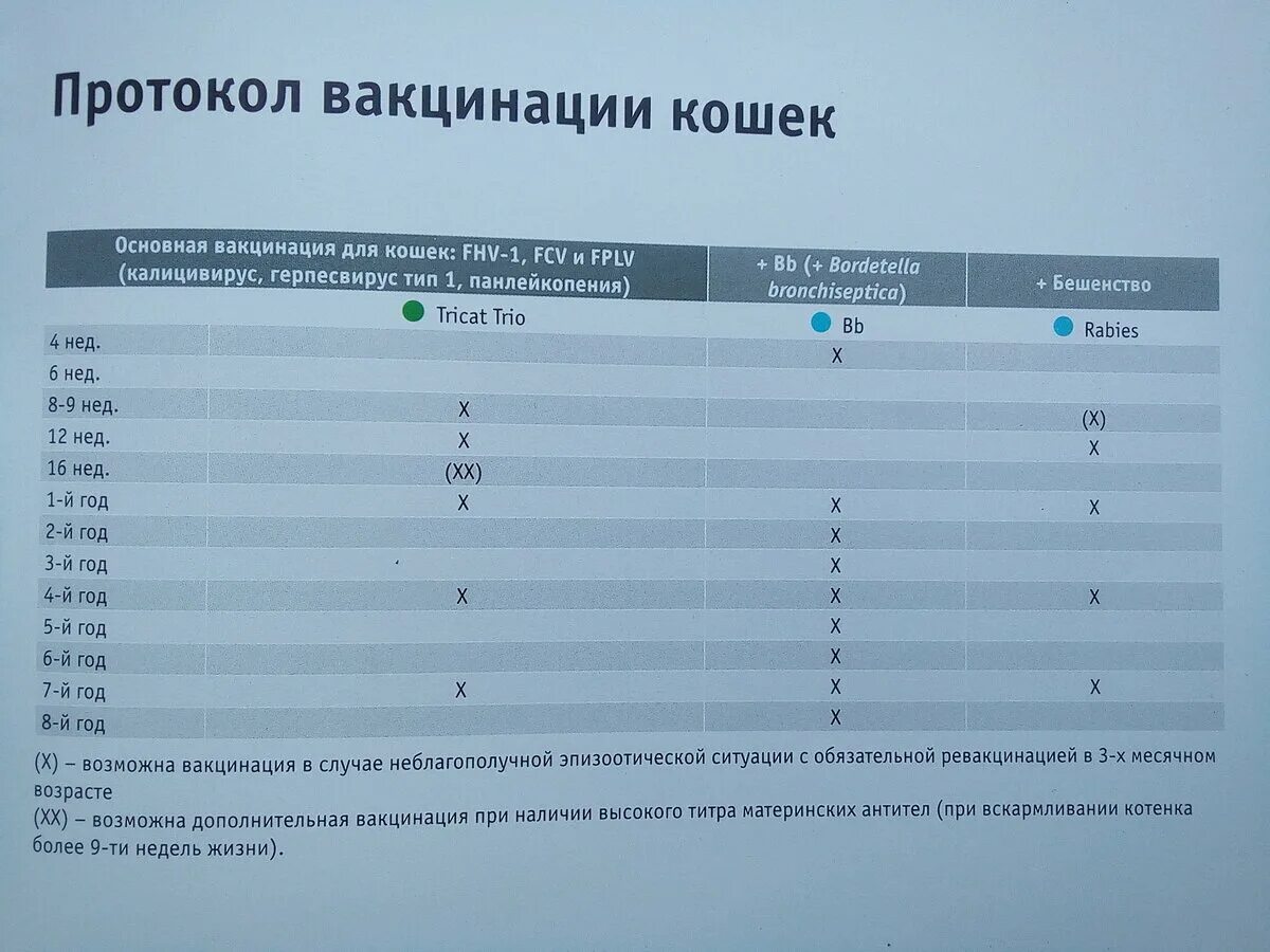 В каком возрасте делают прививку от бешенства. Схема вакцинации котят нобиваком. Схема прививок для котенка. Вакцинация котят Нобивак схема. Схема вакцинации кошек Нобивак.