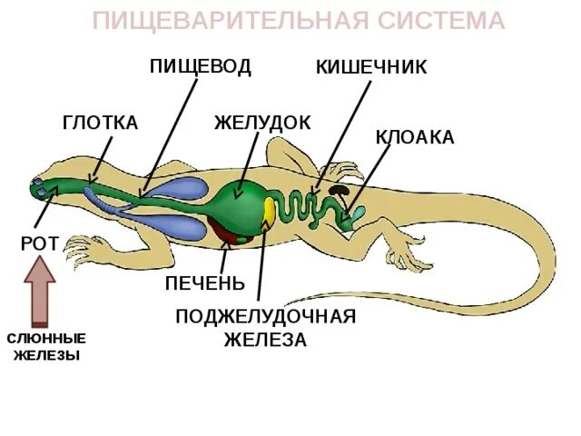 Функции пищеварительной системы пресмыкающихся. Пищеварительная система пресмыкающихся схема. строение класса пресмыкающихся пищеварительная система. схема строения пищеварительной системы пресмыкающихся. хвостатые земноводные пищеварительная система.