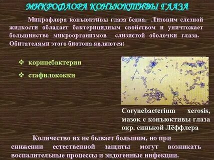 Микрофлора слизистой