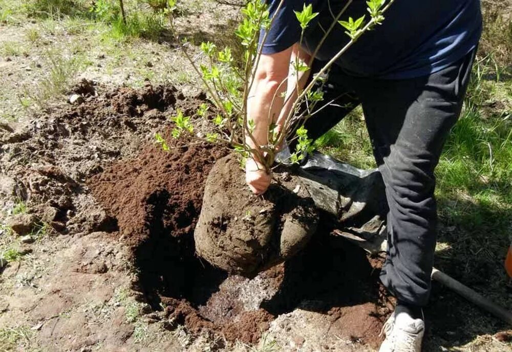 Выкопка посадочного материала. Выкопка саженцев. Посадка кустарников. Посадочная яма для кустарников.