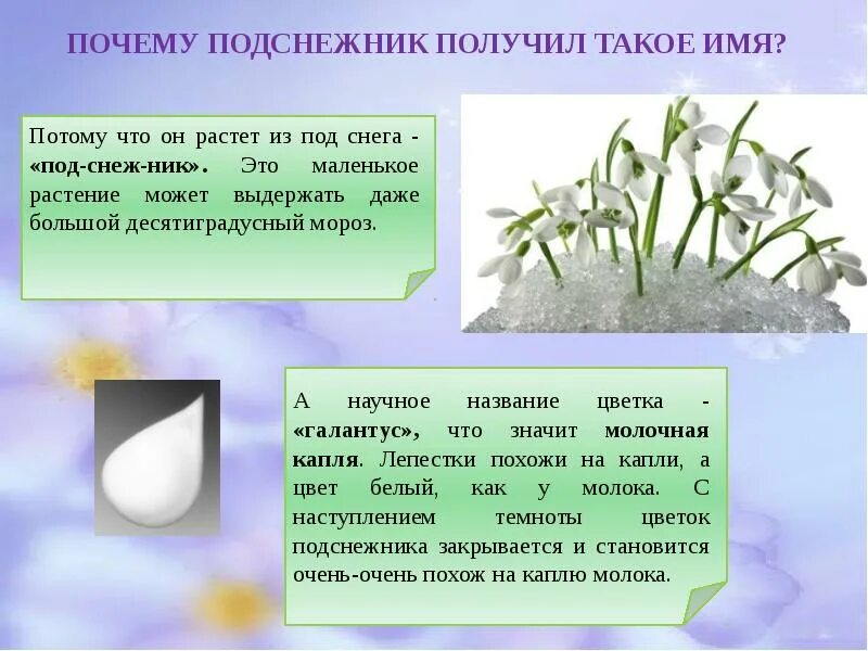 Презентация подснежники для дошкольников. День подснежника. 19 Апреля день подснежника. Презентация на тему Подснежник. 19 Апреля день подснежника презентация.