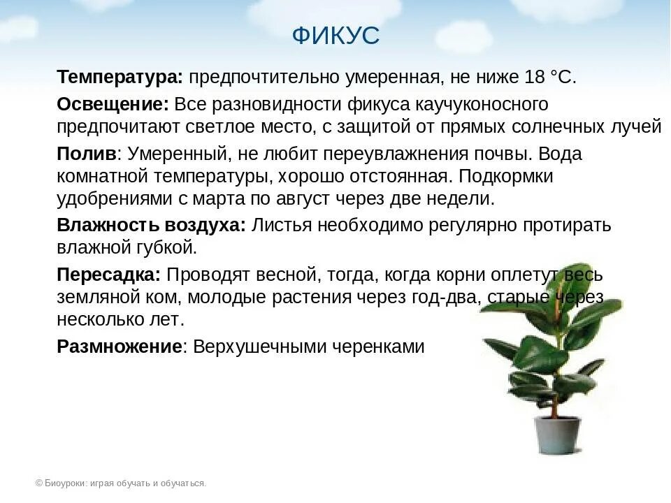Что обозначает фикус. Фикус бенджамина, или каучуконосный фикус. фикус каучуконосный полив. фикус каучуконосный соцветие.