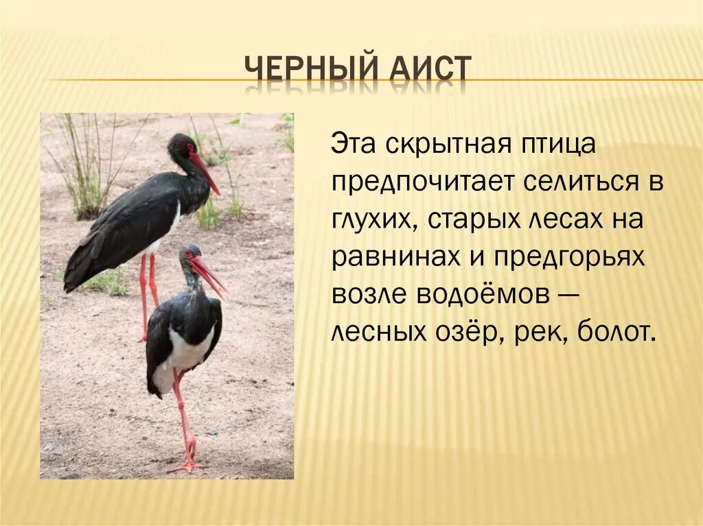 Сочинение описание аиста. Сочинение описание аиста