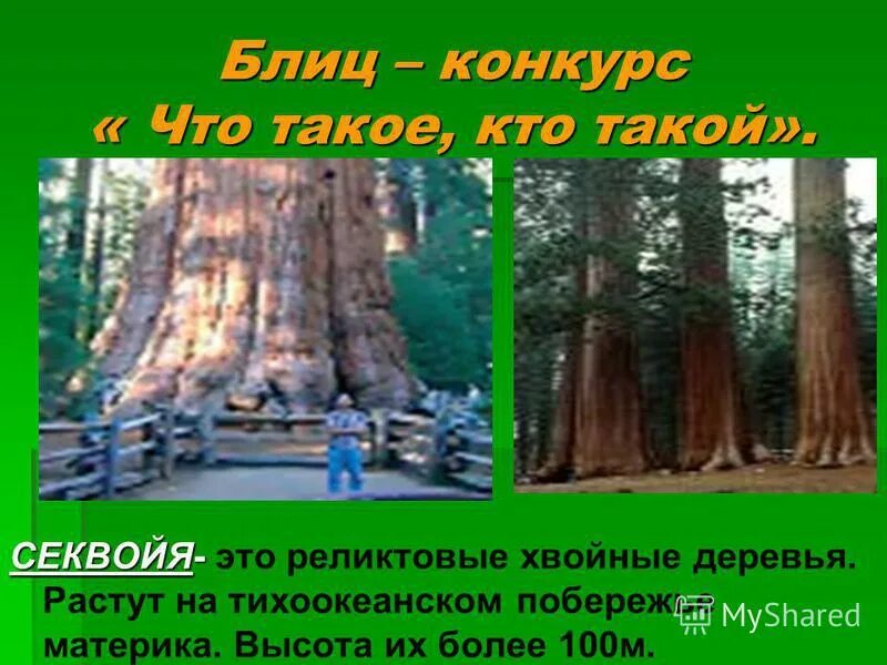 на каком материке растет секвойя