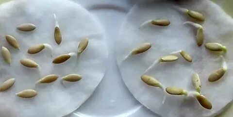 На какой день всходят семена огурца