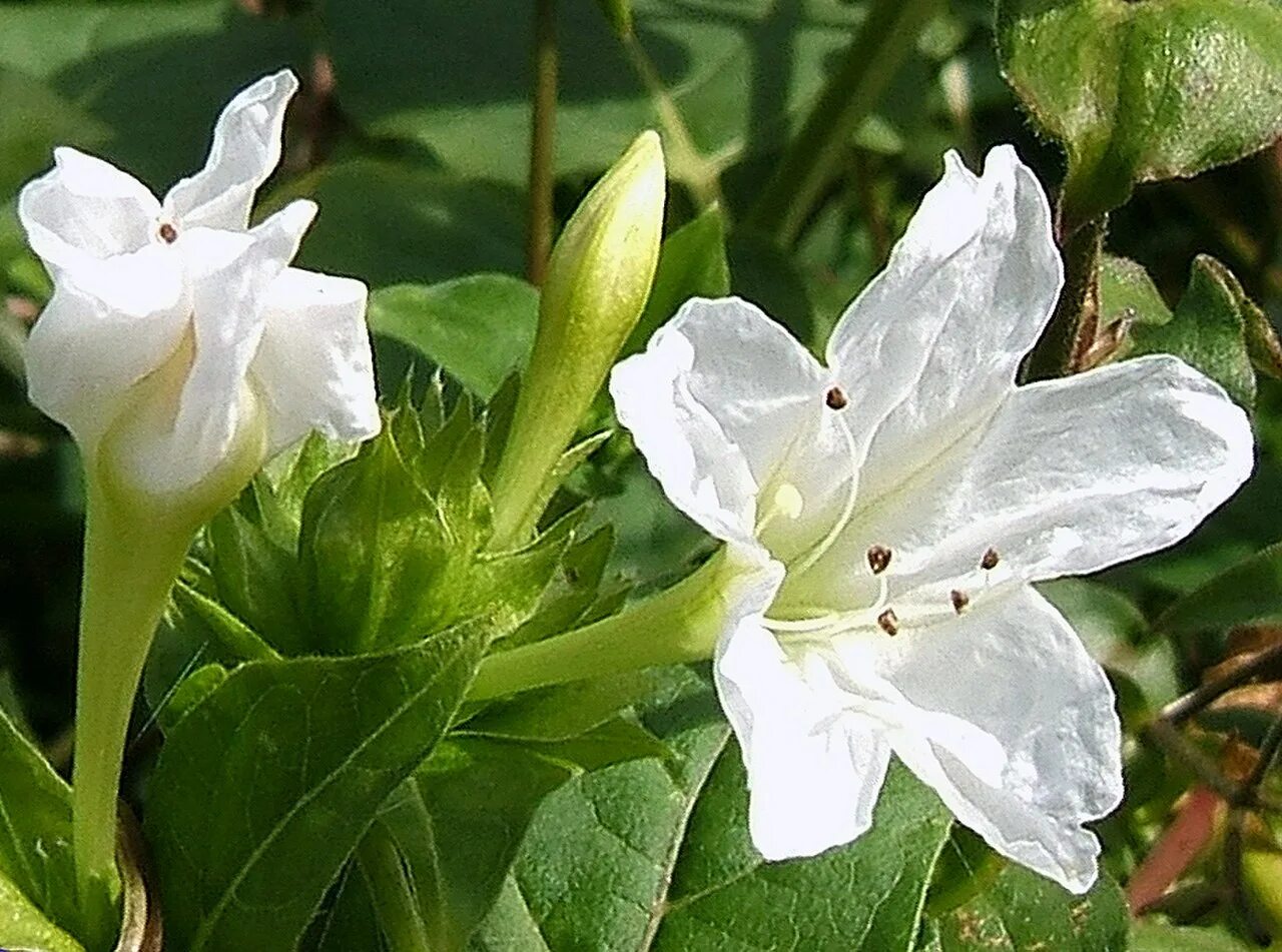 Цветы с сильным запахом. Мирабилис ялапа цветок. Мирабилис Халапа. Мирабилис белый. Мирабилис белый цветок.