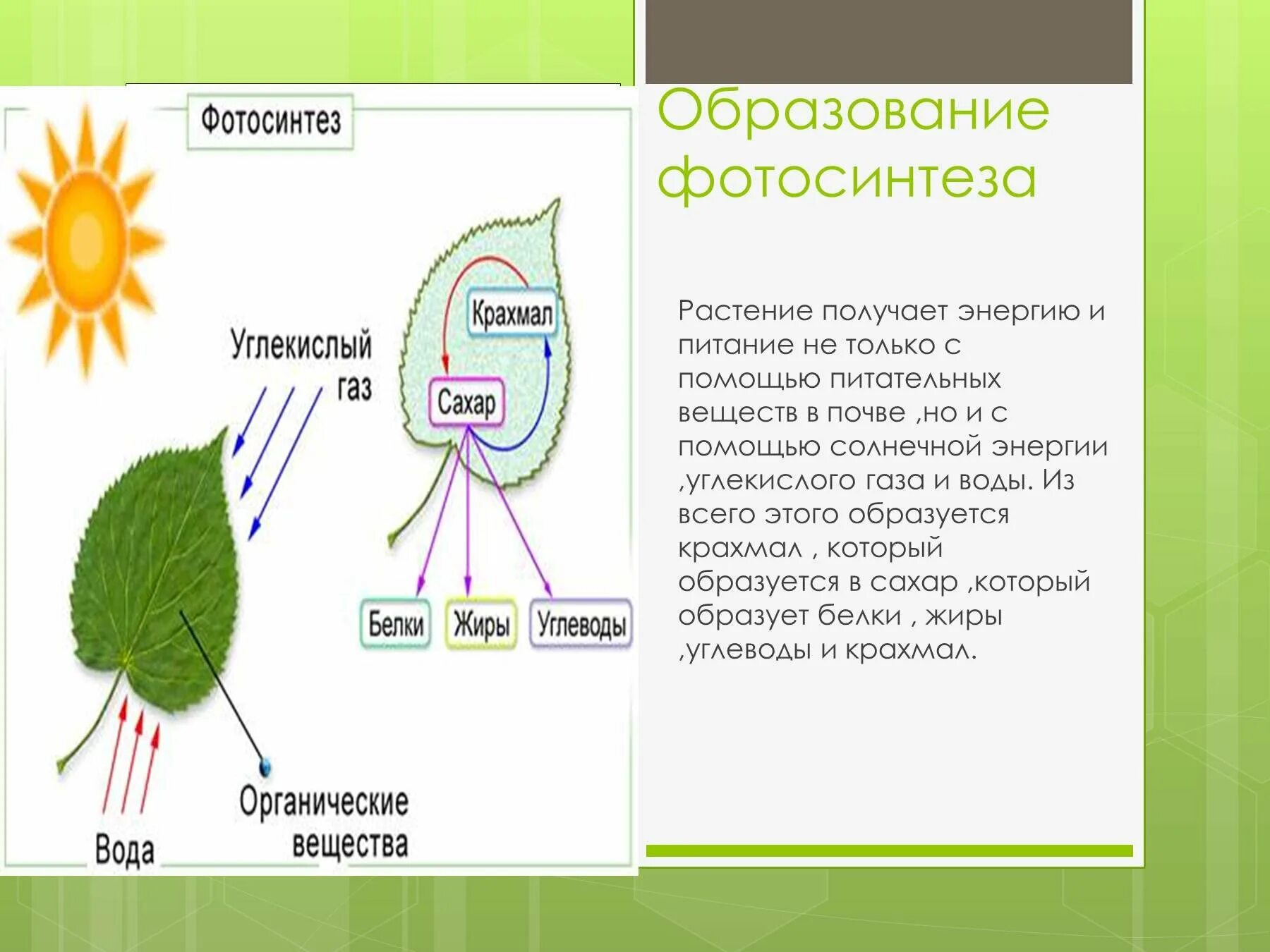 В клетках растений днем происходит. Схема дыхания растений 6 класс биология. Схема фотосинтеза у растений биология. Схема фотосинтеза 6 класс биология. Схема фотосинтеза и дыхания растений.