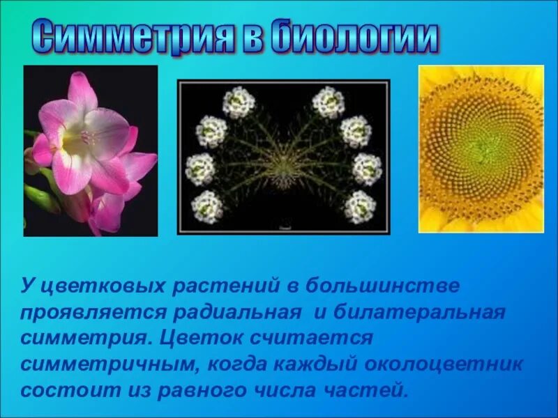 Типы симметрии биология 8 класс. Симметрия (биология). Радиальная симметрия это в биологии. Радиальная и билатеральная симметрия в биологии. Радиальная симметрия растений.