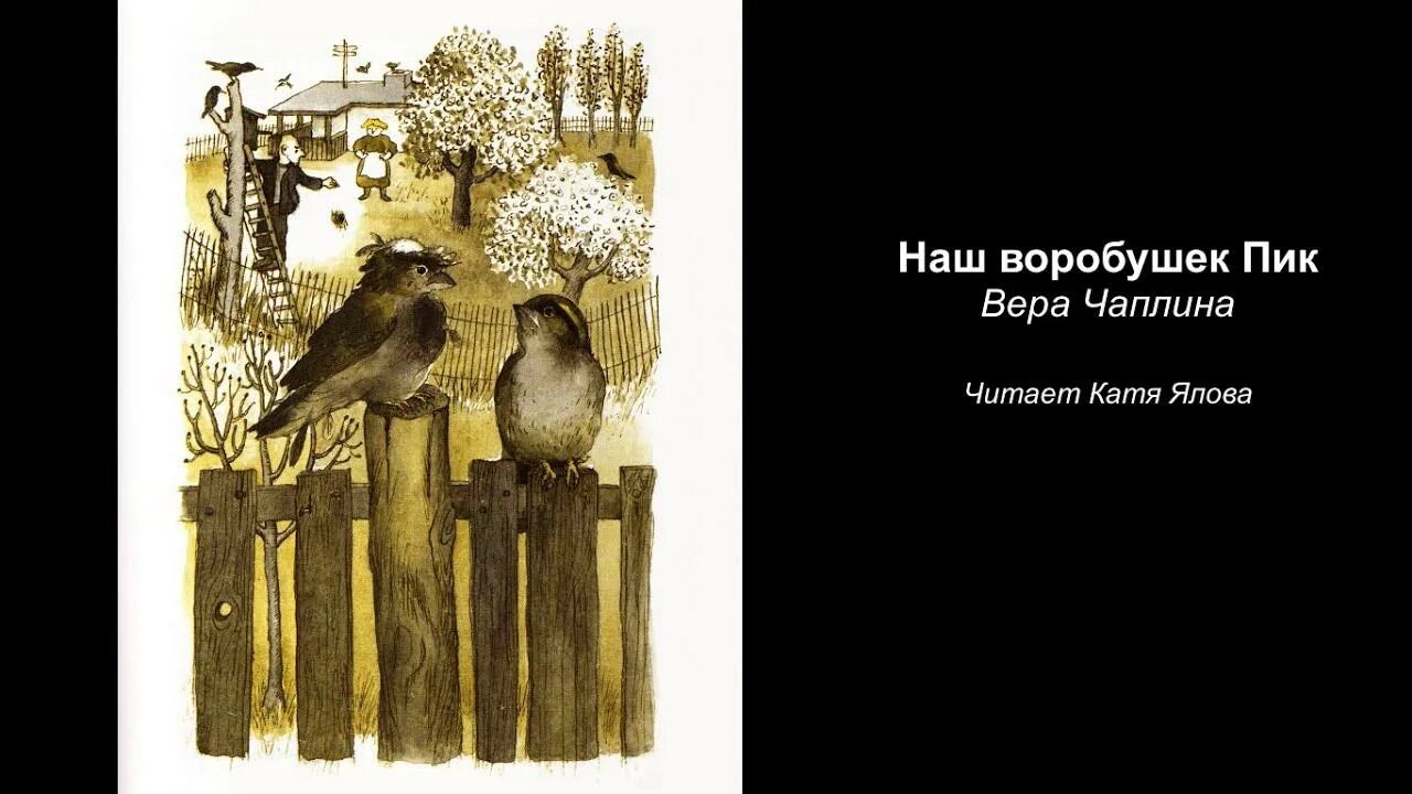 Воробушек рассказ ждановны глава 37. Чаплина Воробушек пик.