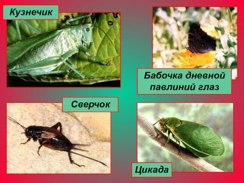 Жук кузнечик. Цикада и сверчок. Южноафриканская кобылка. Кузнечик и саранча отличия цикада. Кузнечик цикада саранча.