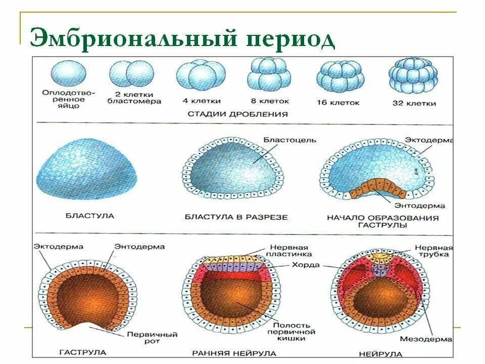 Эмбриональный период этапы схема. Эмбриональный этап онтогенеза схема. Бластула гаструла. Стадии эмбрионального периода онтогенеза.