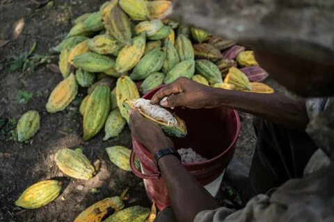 Chocolate is extracted from the fruit