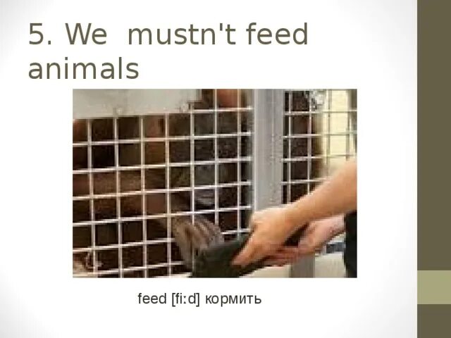 I feed перевод. Zoo Rules. You must not Feed the animals. Zoo Rules must. You mustn't Feed the animals.