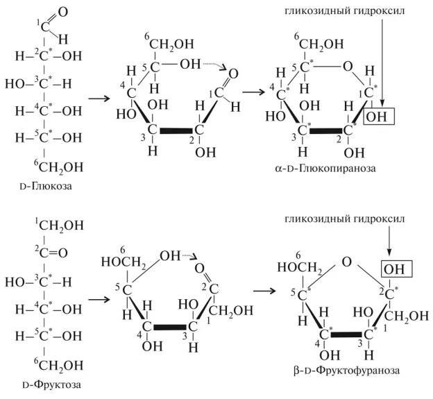 Гликозидный гидроксил фруктозы. Строение моносахаридов биохимия. Классификация моносахаридов биохимия. Гликозидный гидроксил моносахарида. Свойства глюкозы и фруктозы