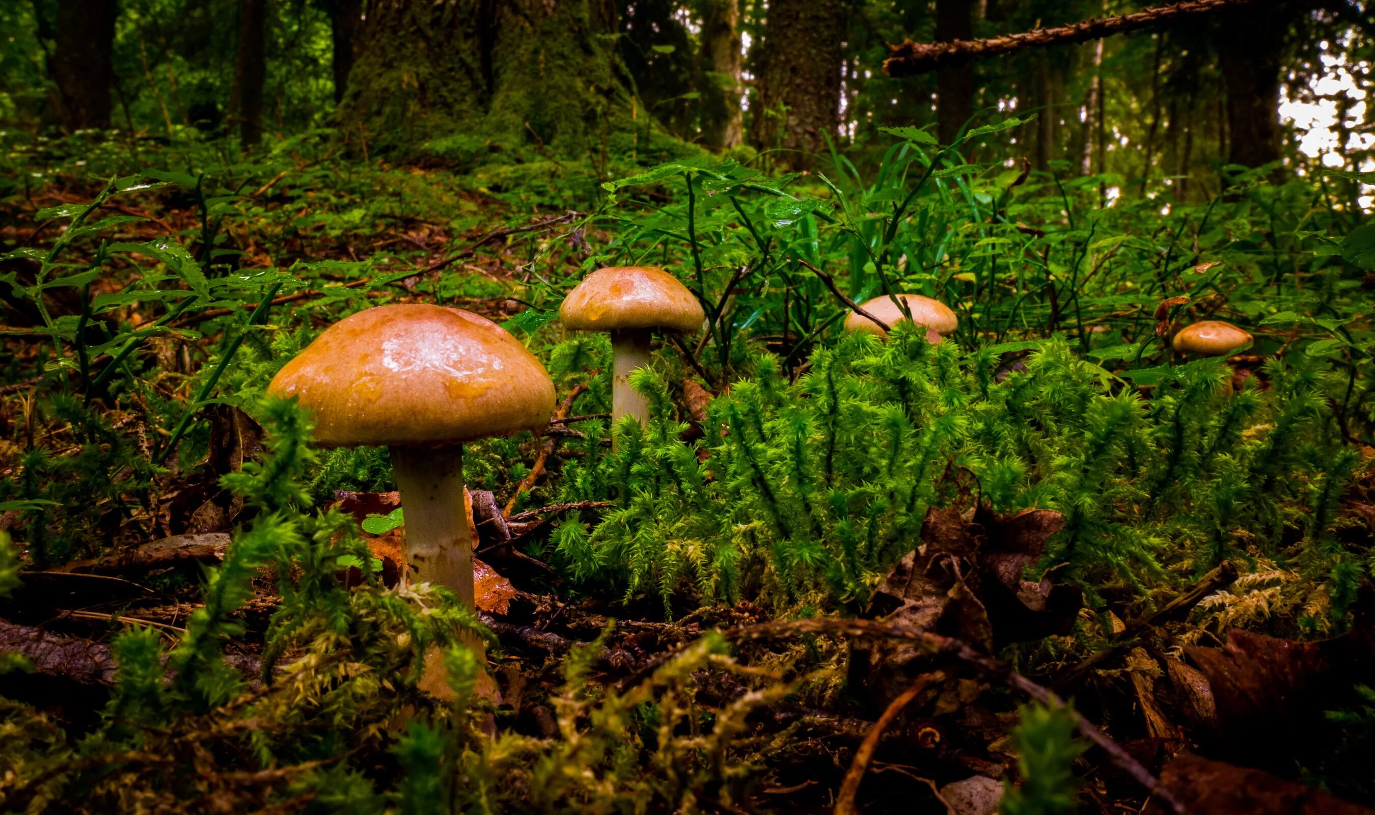 Грибная поляна фото. Широколиственный лес грибы. Грибная Поляна в лесу. Лесная Поляна с грибами. Картинки на рабочий стол грибы.