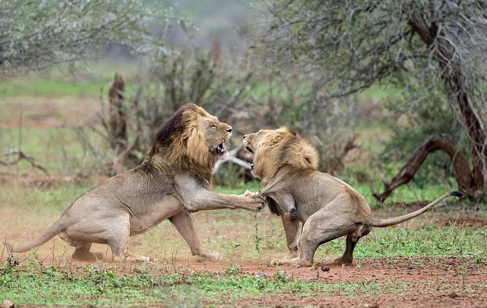 борьба за существование и естественный отбор дарвина. естественный отбор дарвина биологии. естественный отбор в животном мире. экология животных. естественный отбор в животном мире.