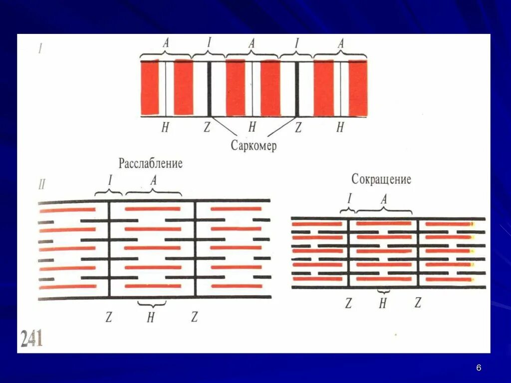 Сокращение саркомера. Этапы мышечного сокращения саркомера. Саркомер физиология мышечного сокращения. Схема саркомера в расслабленном состоянии. Саркомер механизм мышечного сокращения.