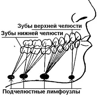 Лимфоузлы возле челюсти