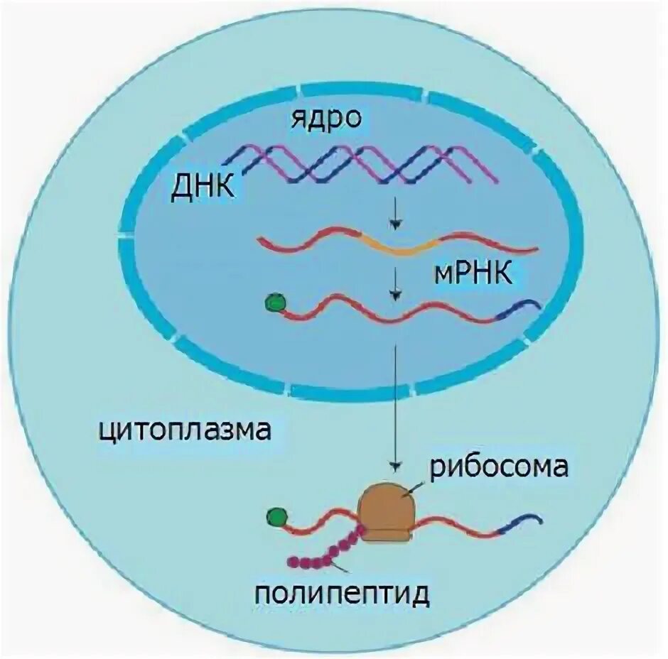 Синтез РНК В ядрышке. Синтез РНК В ядре. Синтез рибосомы в ядре. РНК В ядре. Синтеза ядерных белков