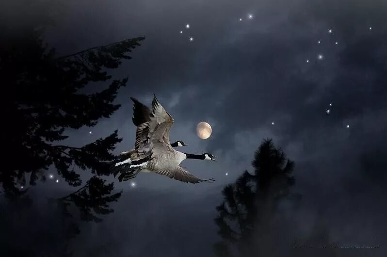 Колыбельная ворона. Птицы ночью. Птица в ночном небе. Птицы ночью летают. Луна и птицы.