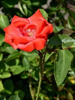 Rose blossom