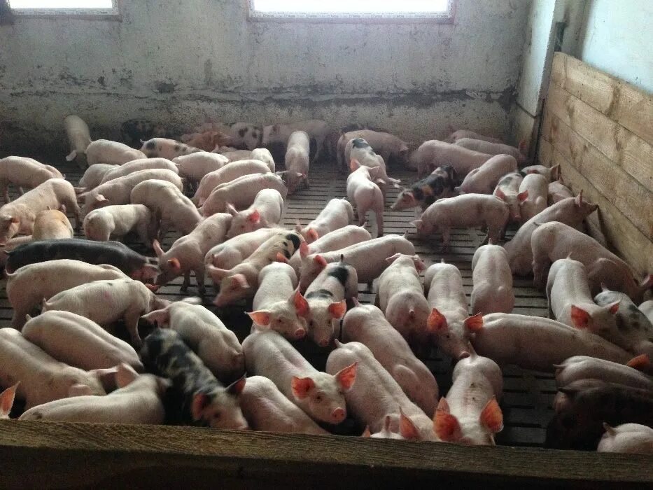Купить поросят в тульской. Полтавская мясная порода свиней. Беконные поросята. Скороспелость свиней. Мясная свинья.