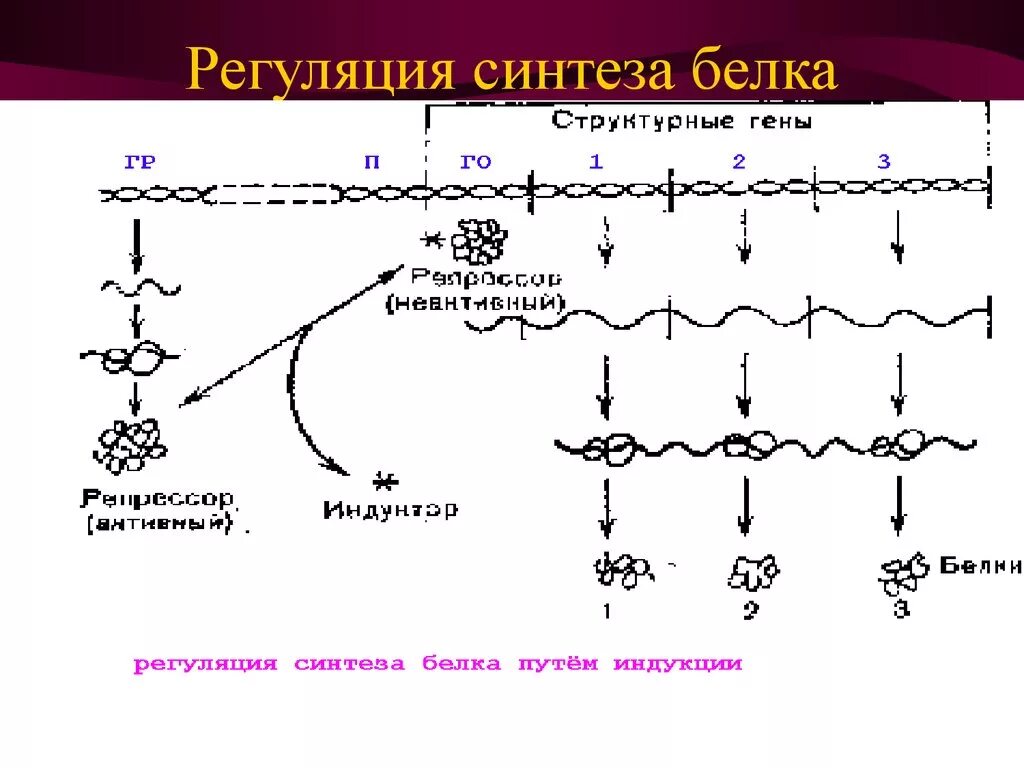 Регуляция биосинтеза белков у прокариот