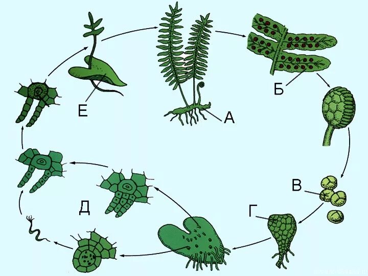 Органы гаметофита. Цикл размножения папоротников. Схема размножения плауна. Цикл размножения папоротников схема. Жизненный цикл папоротника хвоща и плауна.