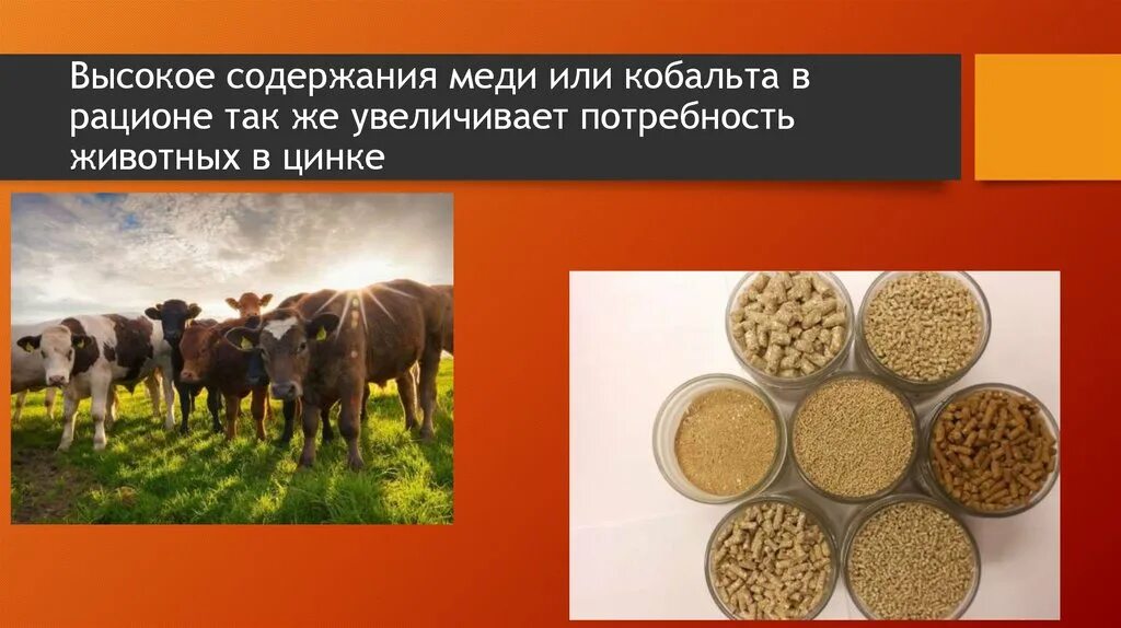 Кобальт питание. Роль кобальта в растениях. избыток кобальта у растений. дефицит кобальта в почве. продукты питания содержащие кобальт.